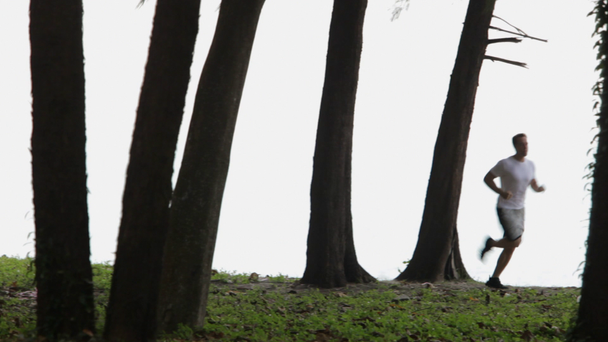 Ο άνθρωπος τζόκινγκ ανάμεσα σε δέντρα - Πλάνα, βίντεο