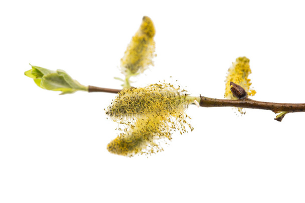 Kevään paju oksa
  - Valokuva, kuva