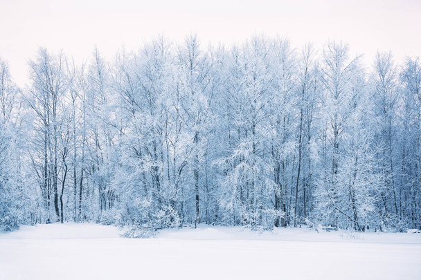 Bosque de invierno paisaje - Foto, Imagen