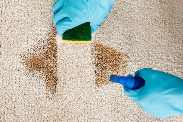 Person Cleaning Carpet - 写真・画像