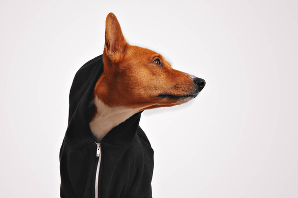 Portrait of a dog in black zippered hoodie - Foto, imagen