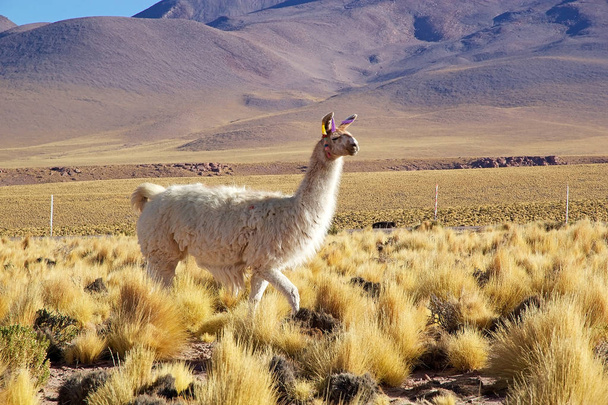 Lama (Lama glama)
) - Photo, image