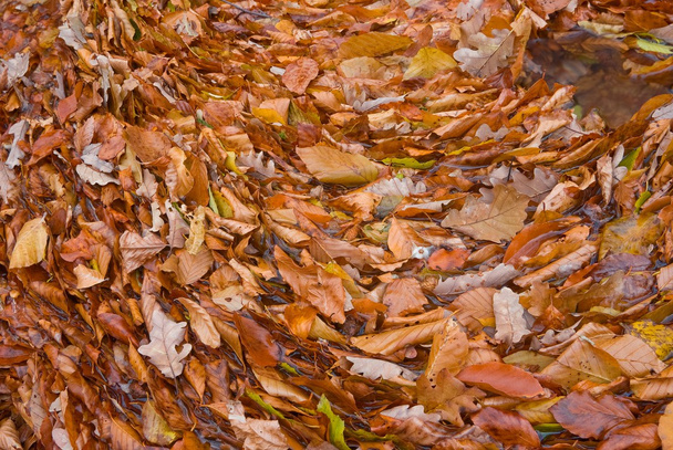 Red autumn leaves background - Photo, Image