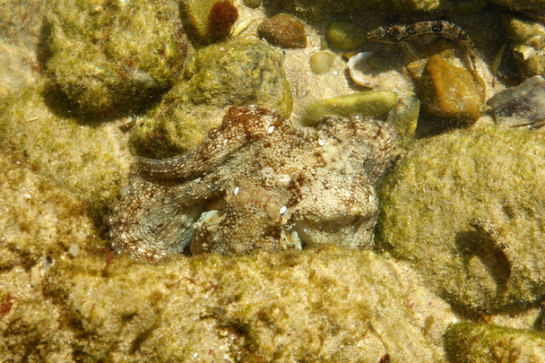 Octopus tussen twee rotsen - Foto, afbeelding
