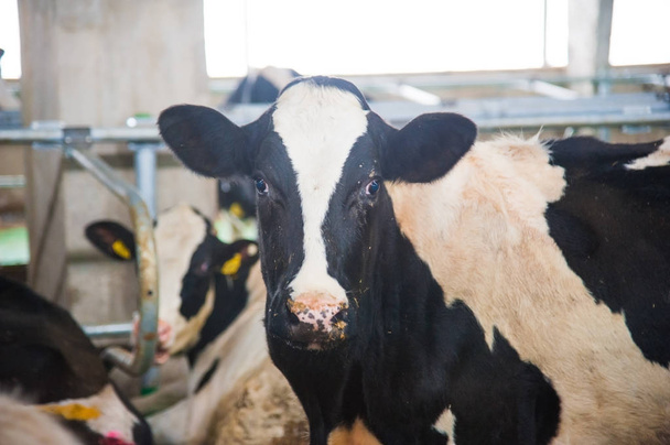 Çiftlikteki inekler. Süt inekleri. Yuvalanmış - Fotoğraf, Görsel