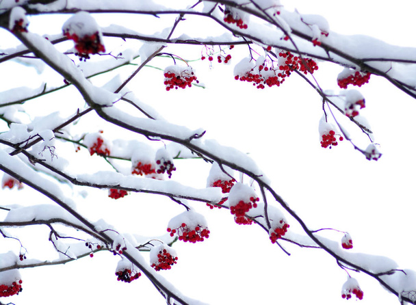  Eberesche mit Schnee bedeckt - Foto, Bild