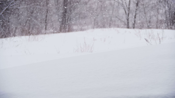 Winterwald mit schneebedecktem Baum. Zeitlupe - Filmmaterial, Video