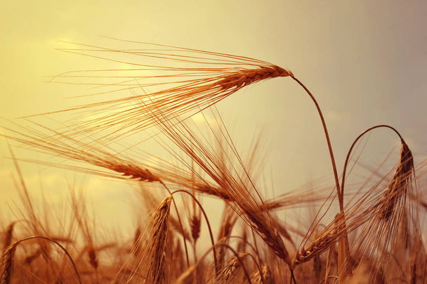 大麦の耳を持つフィールド - 写真・画像