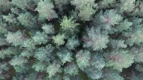 Senkrechtflug über den Wald - Filmmaterial, Video