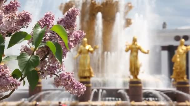 Lilac with the friendship fountain on background and focus shifting to the fountain - Imágenes, Vídeo