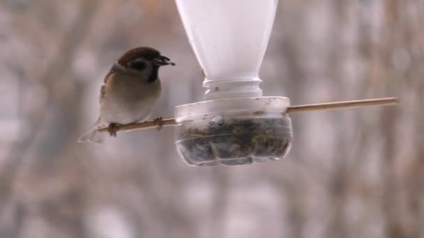 Vrabci a Chickadee Peck krmivo z koryta - Záběry, video