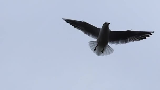 Dos gaviotas voladoras activas tratando de atrapar pan en el aire en cámara lenta
 - Imágenes, Vídeo