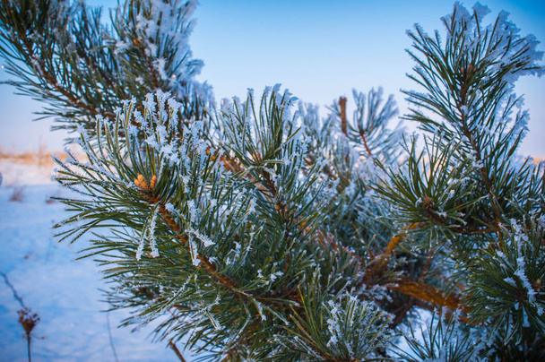 冬の松 - 写真・画像