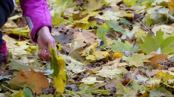 Το χέρι της κοπέλας μαζεύει κίτρινα φύλλα σφενδάμου. - Πλάνα, βίντεο
