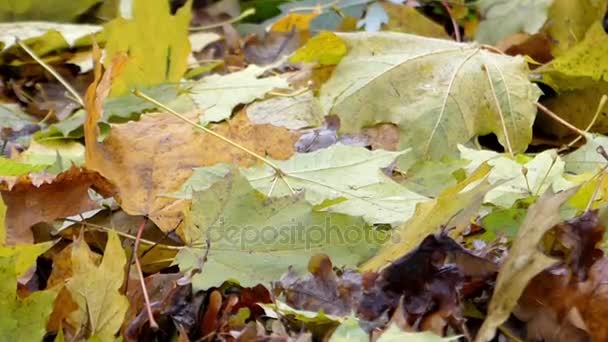 Groene en gele bladeren slingeren op de wind liggend op de grond. - Video