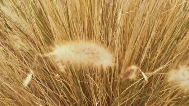 Yellow grass, vertical panorama. - Footage, Video