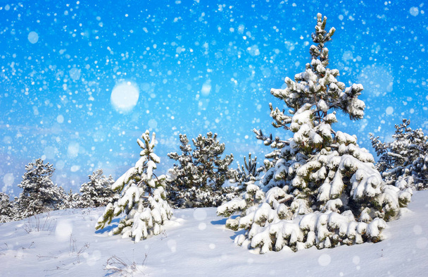 Abóboras cobertas de geada e neve. Floresta de Inverno
 - Foto, Imagem