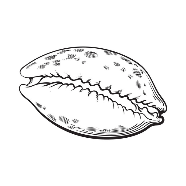 cowrie or cowry sea shell, sketch style vector illustration - Vetor, Imagem