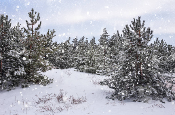 Ladin hoarfrost ve kar ile kaplı. Kar kış orman - Fotoğraf, Görsel