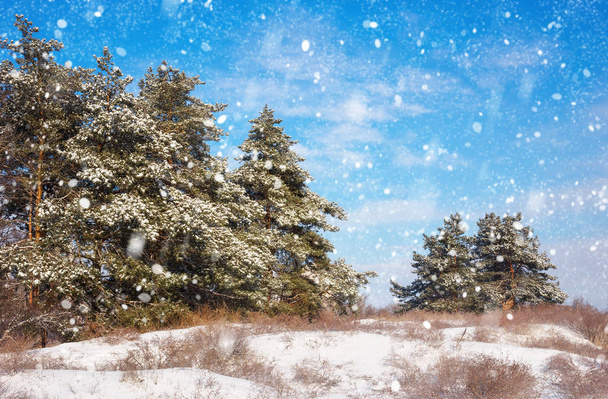 Fichten mit Raureif und Schnee bedeckt. Winterwald im Schnee - Foto, Bild