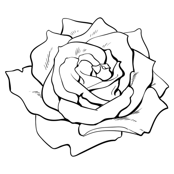 Deep contour rose, top view isolated sketch vector illustration - Vetor, Imagem