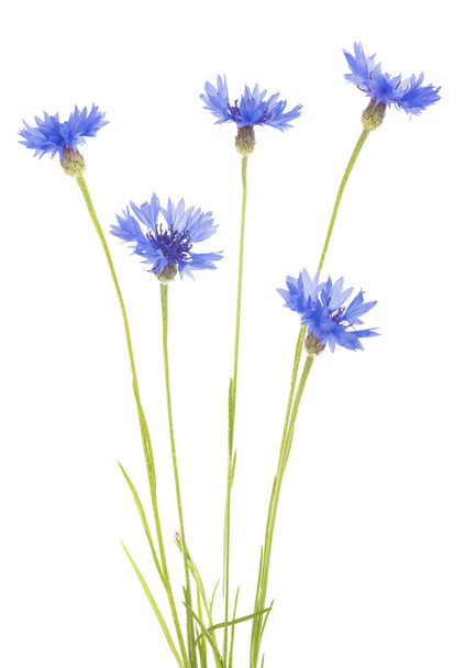 Blue Cornflower Herb or bachelor button flower bouquet isolated on white background - Valokuva, kuva