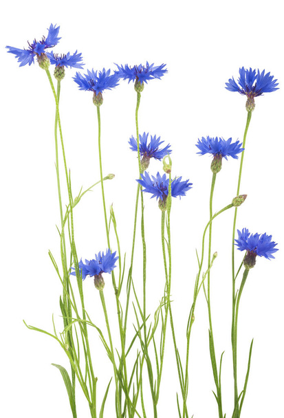 Blue Cornflower Herb or bachelor button flower bouquet isolated on white background - 写真・画像