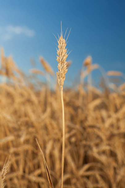 wheat field . harvesting.  harvest in the . ripe - Foto, imagen