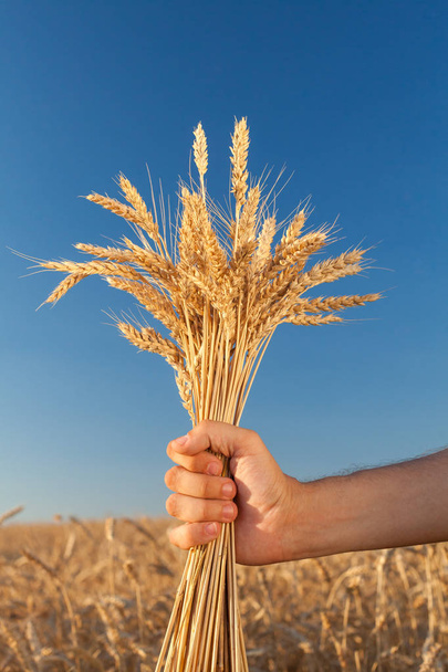 wheat field . harvesting.  harvest in the . ripe - Фото, изображение