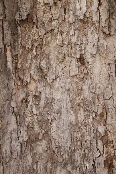 Tree Bark Texture - Фото, зображення