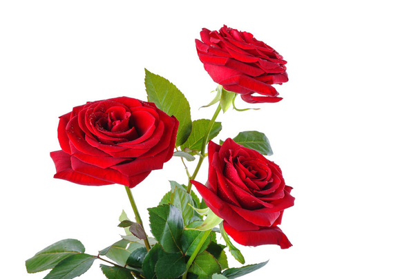 μπουκέτο κόκκινα τριαντάφυλλα σε λευκό φόντο - Φωτογραφία, εικόνα