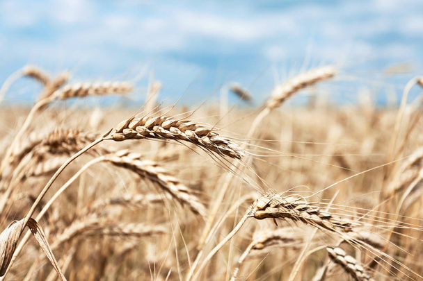 detail view of wheat field - Photo, Image