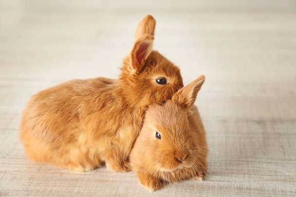 Cute funny rabbits   - Φωτογραφία, εικόνα