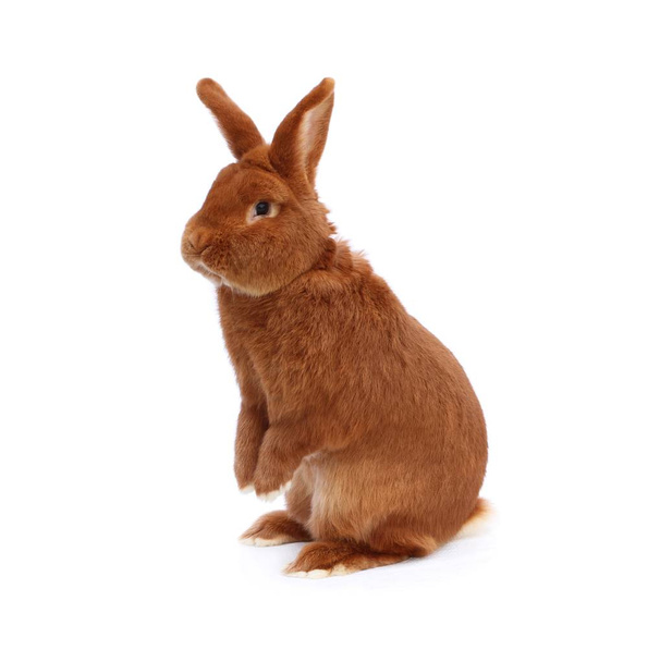 Nuova Zelanda coniglio di razza pura su panno bianco
 - Foto, immagini