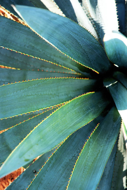 Detail of agave, tequila - Φωτογραφία, εικόνα
