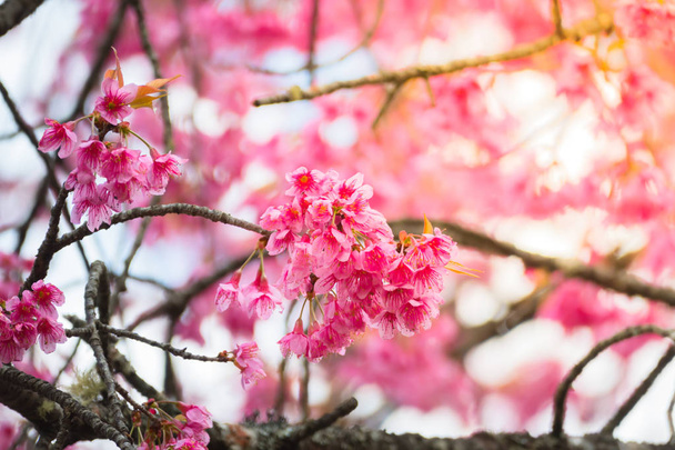 Sakura květiny kvetoucí květy v Chiang Mai, Thajsko - Fotografie, Obrázek