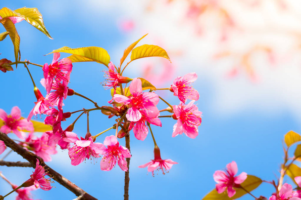 Flores Sakura florecen en Chiang Mai, Tailandia
 - Foto, imagen