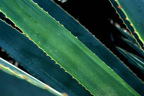 Blue agave detail - Foto, afbeelding