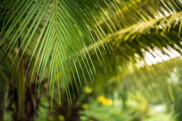 palm leaves on tree - Foto, afbeelding