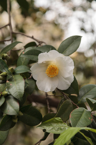 Camellia japonica biały kwiat - Zdjęcie, obraz