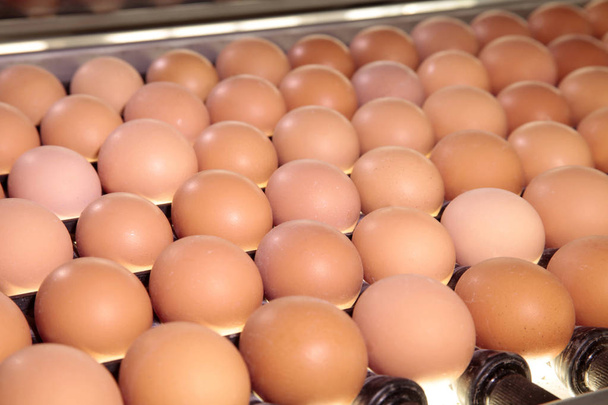 raw chicken eggs on a conveyor belt  - Photo, Image