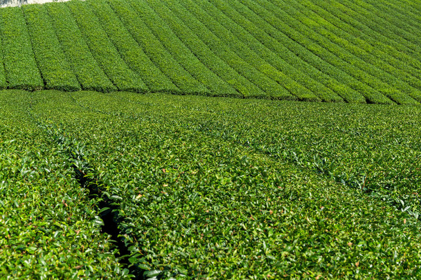 Piantagione di tè verde in azienda
  - Foto, immagini