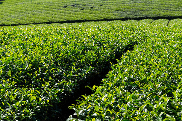 zöld tea farm - Fotó, kép