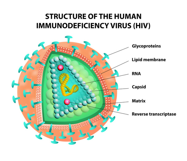 diagram van het hiv-virus. vector - Vector, afbeelding