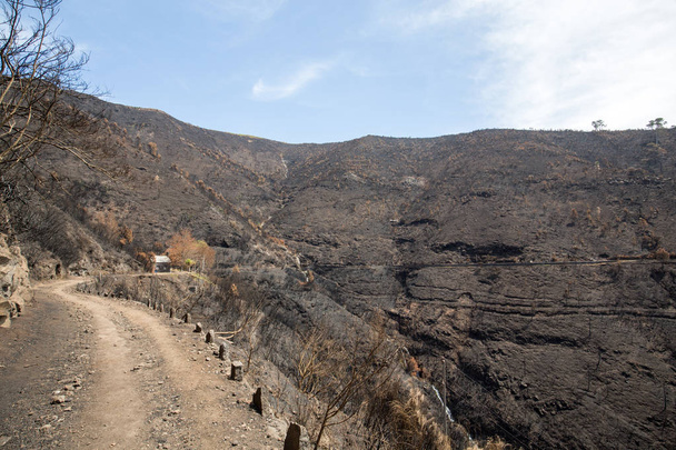 Bossen van de wereld erfgoed van Madeira vreselijk vernietigd door de branden in 2016. Aantal bomen hebben enorme wil van leven en deze ramp overleefd. - Foto, afbeelding
