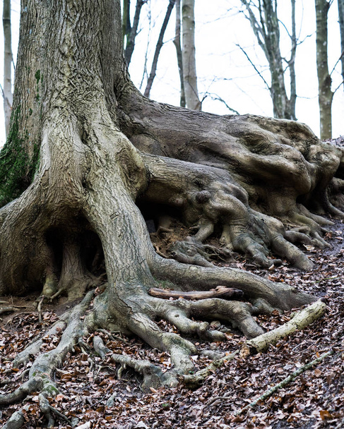 古い木の根っこ - 写真・画像