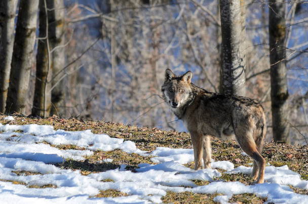 Ιταλικός λύκος (italicus Λύκου Canis) - Φωτογραφία, εικόνα