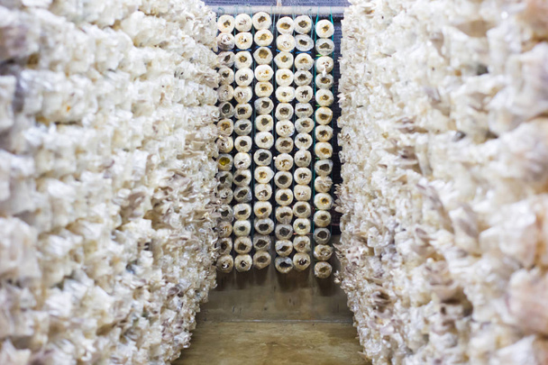 Sieniviljelylaitos Thaimaassa
 - Valokuva, kuva