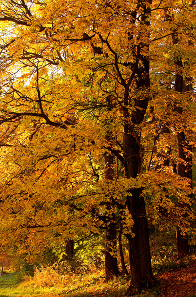 Autumn tree in the forest - Foto, afbeelding