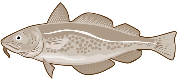 Atlantic Codfish Retro - Vector, Image